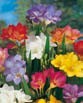 Freesia SINGLE MIXED